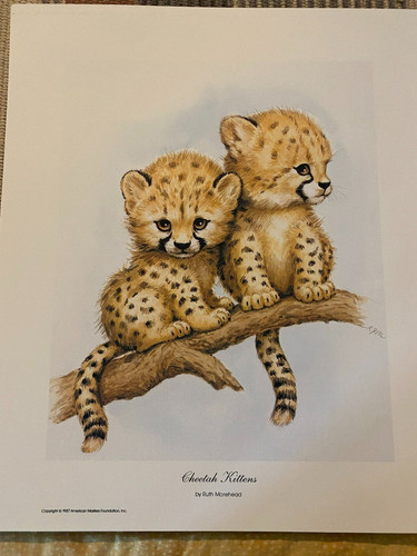 Ruth morehead cheetah - morehead, "cheetah